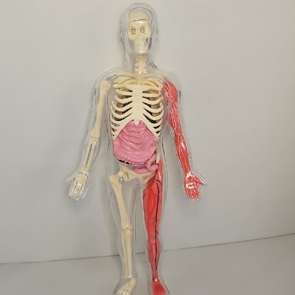 Anatomical Model with Removable Parts - Picture 2 of 7